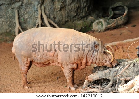 Wild boar, also wild pig (Sus scrofa)