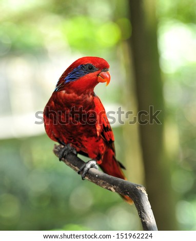 Blue-streaked Lory (Eos reticulata), It is found in the Tanimbar Islands and Babar, Indonesia.