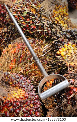 Close up of fresh oil palm fruits and oil palm lifter, selective focus.