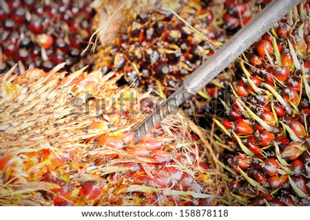 Close up of fresh oil palm fruits and oil palm lifter, selective focus.