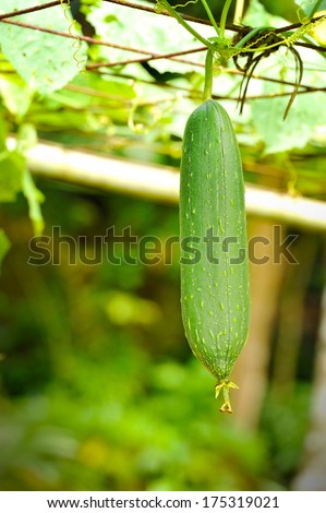 Towel gourd (Luffa acutangula) on a vine in garden. The dried fibrous tissue is used to make bathroom loofah & to clean utensils, It can function as absorbent filters for removing oil from water.
