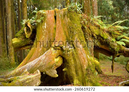 The Pig-shaped Old Stumpâ?? This old stump closely resembles the shape of a pig. It has a clear-cut outline of big nostrils & drooping ears. The old stumps are vivid witness of Alishan forestry history.