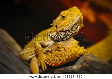Close up of Bearded dragon on the wood