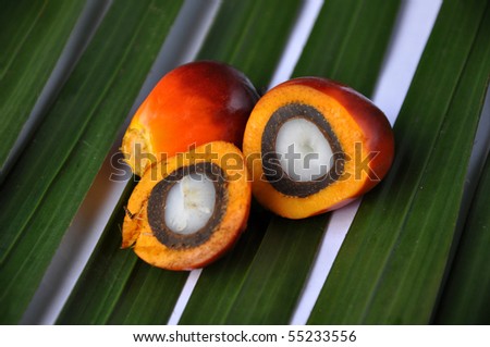 Palm Oil fruits in the Palm tree leaf background.