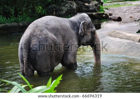 Asian Elephant taking bath in the river.