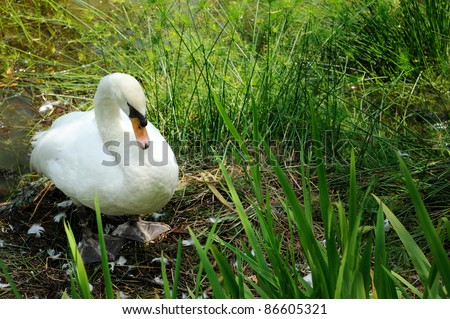 Swan resting at Singapore Botanic Garden