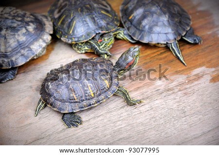 Young and old Turtles
