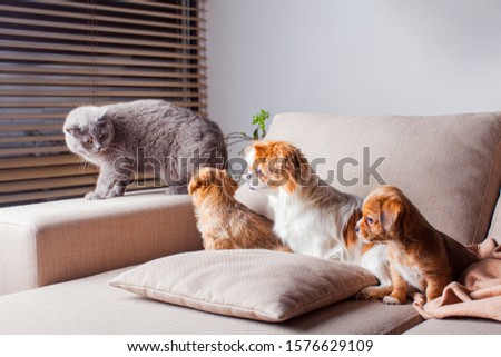 Shutterstock Puzzlepix