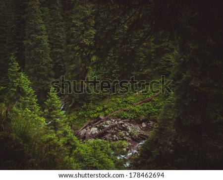Creepy forest with spruces and mountain stream