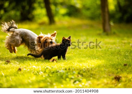 Similar – Image, Stock Photo cute black kitten on black background tilting head portrait