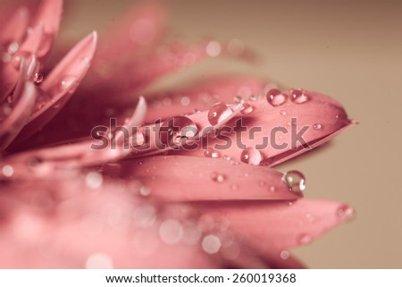Water drop on the pink flower, very close up