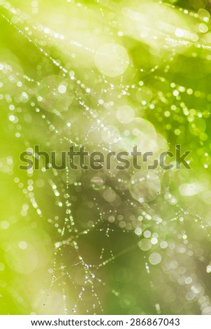 Abstract background from morning dew on a spider web. Nature inspiration