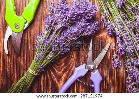 Lavender cutting - cutters and fresh flowers on wooden table