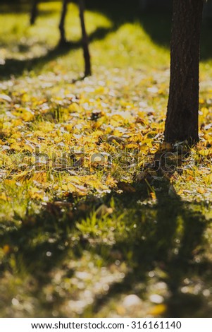 The shade of a tree in autumn garden. Around yellowed leaves