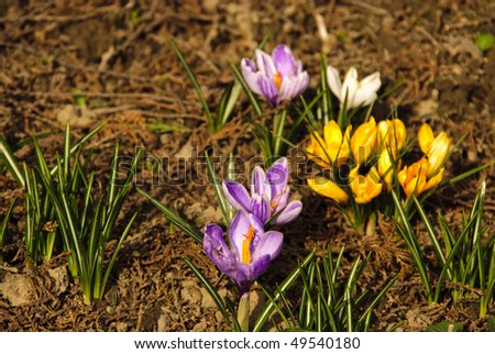 Different first spring flowers grow up in soil close up in national park. Shallow DOF