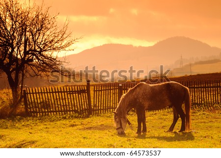 Horse on pasture in evening glow. Soft focus