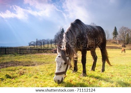 Horse on pasture in evening glow. Soft focus