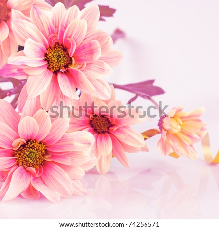 Similar – Foto Bild Blumenstrauß mit schönen Gerbera-Blumen. Kalter minzgrüner Ton