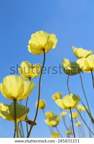 Wild yellow poppies against the clear blue sky