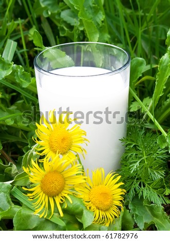 Natural cow milk in a glass against a green grass and a flowers