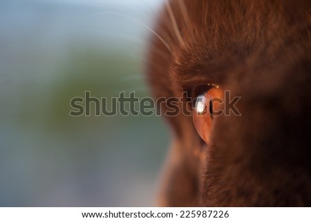 Close up of a cats head, looking out into the distance.