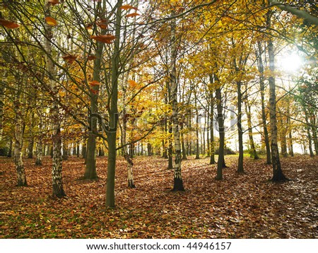 Trees in a forest with the sun peering through.  Leaves cover the ground. Horizontal shot.