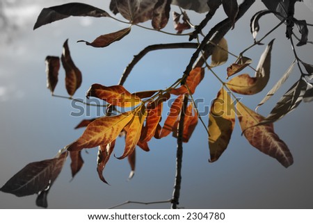 Conceptual background with fading colors of autumn on beautiful branch against blue sky.
