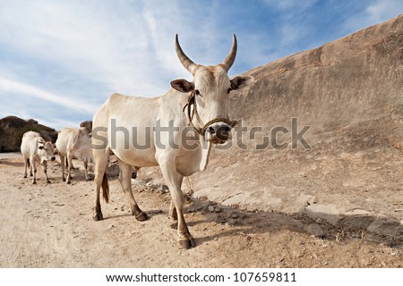 Cows on the road, Hampi, India