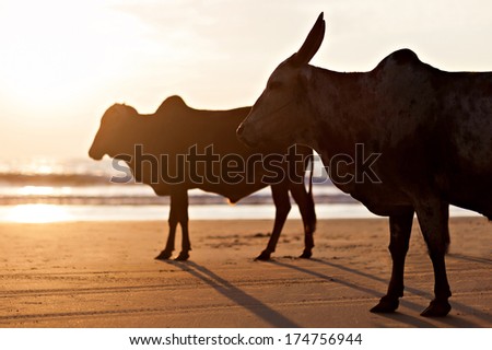 Big bulls silhouette on the Goa beach, India
