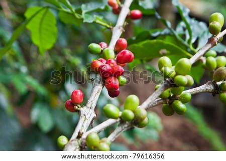 Coffee tree with ripe berries on farm, Bali island