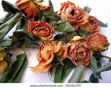 Bright and beautiful Yellow Orange Dry Roses scattered on white