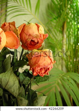 Bright and beautiful Yellow Orange Dry Roses in the garden