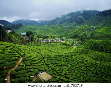 Similar – Image, Stock Photo Tea plantation in Malaysia