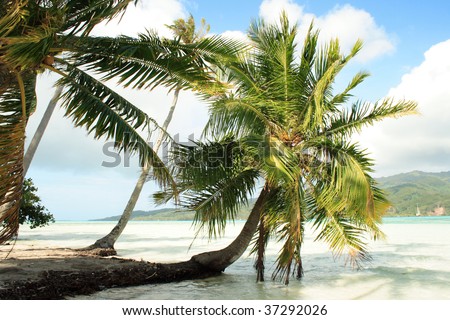 Tahaa Island (next to Bora Bora) - Society Islands - French Polynesia - Southern Pacific