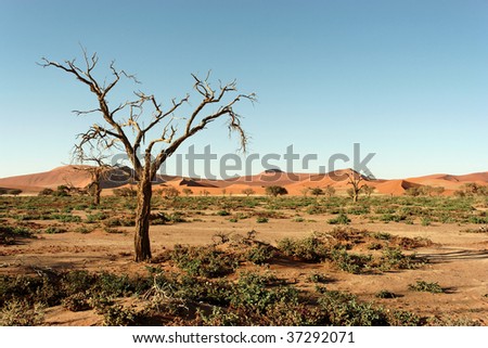 Dry tree in Namib desert, picture taken in Namibia, Africa
