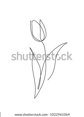 Tulip flower line art. Minimalist contour drawing. One line artwork