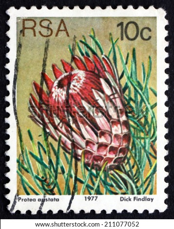 SOUTH AFRICA - CIRCA 1977: a stamp printed in South Africa shows Ladismith Sugarbush, Protea Aristata, Flowering Shrub, circa 1977