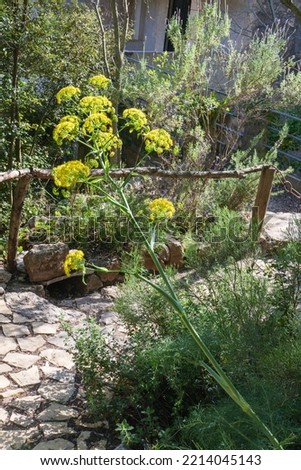 Similar – Image, Stock Photo blooming giant fennel in Sicily