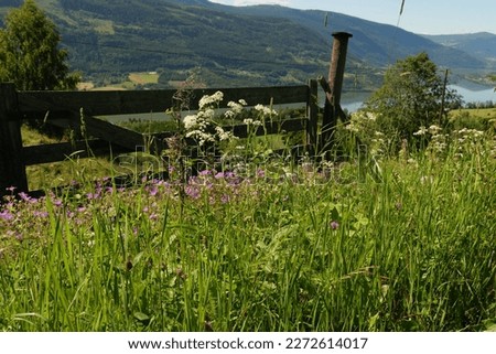 Similar – Image, Stock Photo 200 / Quiet country road in the sunshine with flowering tree