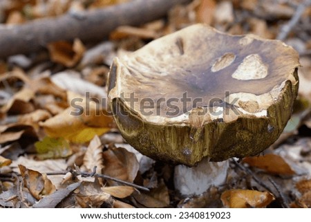 Similar – Image, Stock Photo Chestnut Röhrling Food