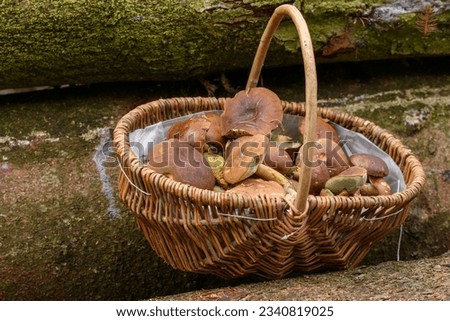 Similar – Image, Stock Photo Chestnut Röhrling Food