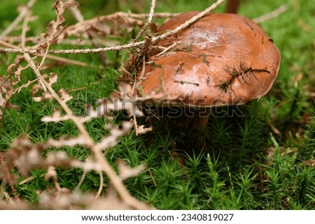 Similar – Image, Stock Photo Chestnut Röhrling Food