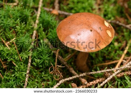 Similar – Image, Stock Photo Chestnut Röhrling Food