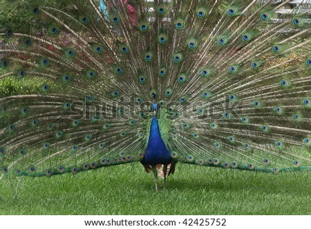Indian peacock fanning out its tail