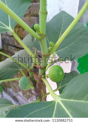 Tiin fruit, fresh fruit, leaves, stems and plants Imagine de stoc © 