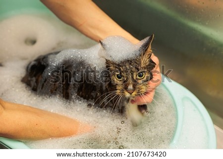 Similar – Image, Stock Photo A leopard bathing on a rock in Samburu Park