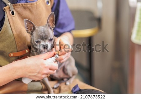 Clipping a dog's nails with an electric scratcher. Dog grooming. Girl cuts the dog's nails. Foto stock © 