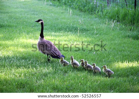 Mother goose leads gosslings across field toward water.
