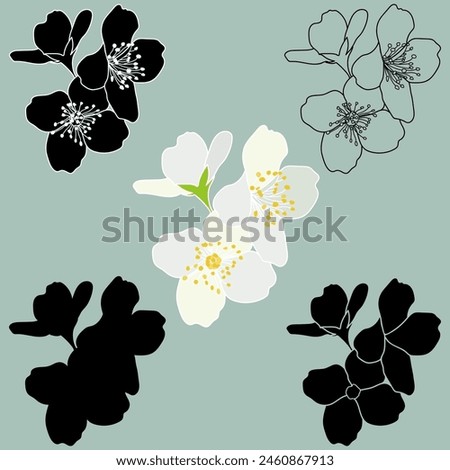 Blooming jasmine flowers set. Philadelphus virginal, spring jasmine twig outline, silhouette, stencil, color and black and white vector illustration.