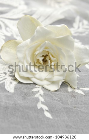 Lying down Gardenia Blossom and lace texture